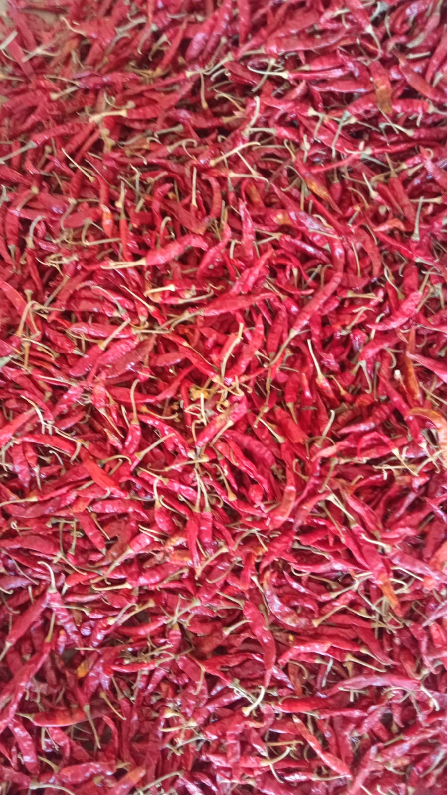 Red chillies close-up